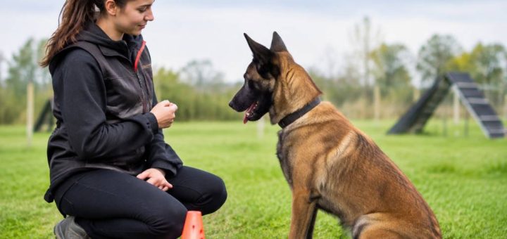 Combien gagne un éducateur canin : salaire, revenus et évolution de carrière