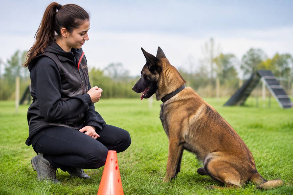 Combien gagne un éducateur canin : salaire, revenus et évolution de carrière